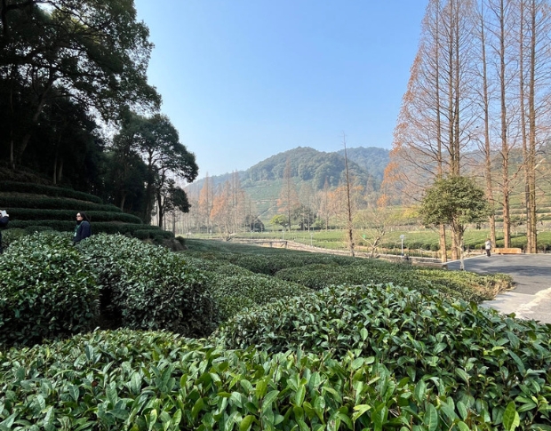 Tea plantation