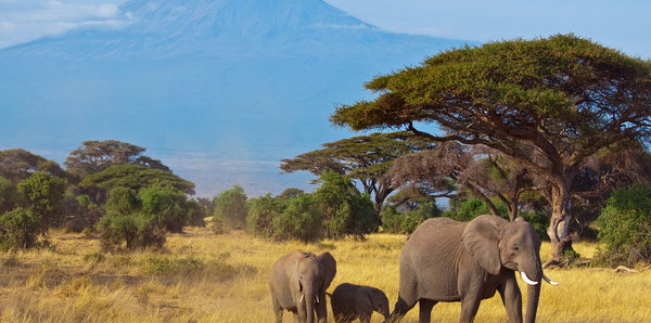 Elephants in Amboseli National Park, Kenya