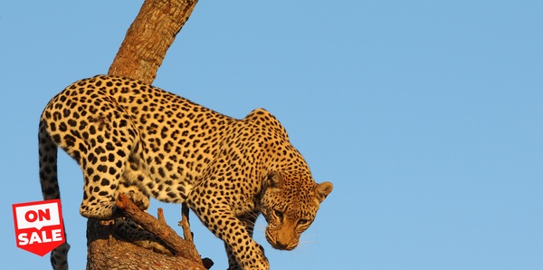 Southern Africa Leapord