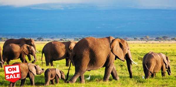 East Africa Elephants